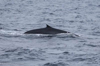 Fin Whale Balaenoptera physalus quoyi South Georgia - Elephant Island141211 3.jpg