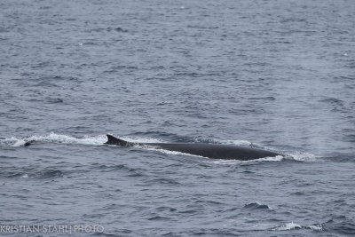 Fin Whale Balaenoptera physalus quoyi South Georgia - Elephant Island141211 3-2.jpg