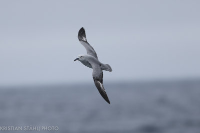 Southern Fulmar Fulmaris glacialoides South Georgia - Elephant Island141211 11-3.jpg