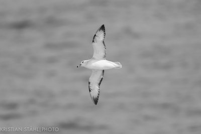 Southern Fulmar Fulmaris glacialoides South Georgia - Elephant Island141212 2.jpg