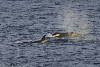 Killer Whale Orcinus orca Approaching Antarctic Peninsula 141214 1.jpg