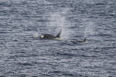 Killer Whale Orcinus orca Approaching Antarctic Peninsula 141214 1-4.jpg