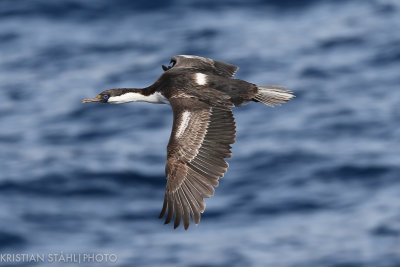 Antarctic Shag Phalacrocorax bransfieldiensis Off Brown Bluff Antarctic peninsula 141214 28.jpg