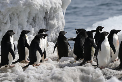 Adélie Penguin pygoscelis adeliae Brown Bluff Antarctic peninsula 141214 56.jpg