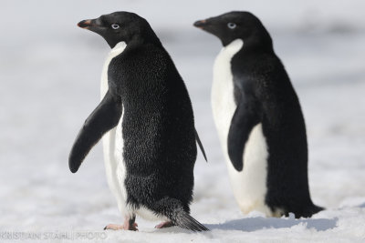 Adélie Penguin pygoscelis adeliae Brown Bluff Antarctic peninsula 141214 57-2.jpg