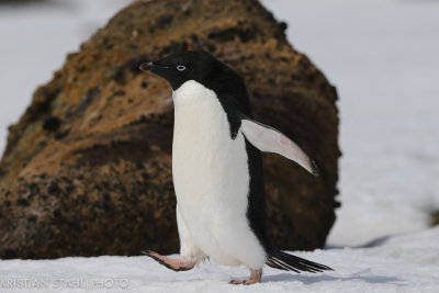 Adélie Penguin pygoscelis adeliae Brown Bluff Antarctic peninsula 141214 70-4.jpg