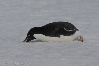 Adélie Penguin pygoscelis adeliae Brown Bluff Antarctic peninsula 141214 86.jpg