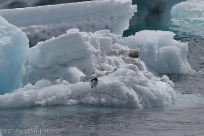 Adélie Penguin pygoscelis adeliaetrying to fly Brown Bluff Antarctic peninsula 141214 89.jpg