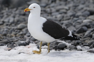 Kelp Gull larus dominicanus Brown Bluff Antarctic peninsula 141214 90.jpg