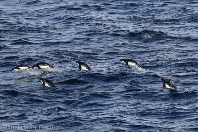 Adélie Penguin pygoscelis adeliae Antarctic Sound 141214 19.jpg
