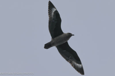 South Polar Skua Skua Maccormicki ad off Mikkelsen Harbour Antarctic peninsula 141215 5-2.jpg