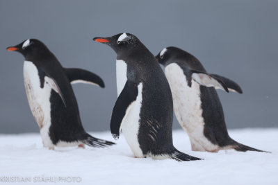 Gentoo Penguin Pygoscelis papua Mikkelsen Harbour Antarctic peninsula 141215 12.jpg