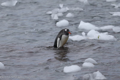 Gentoo Penguin Pygoscelis papua Mikkelsen Harbour Antarctic peninsula 141215 24-2.jpg