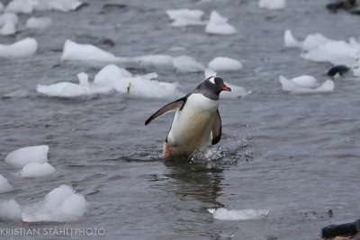 Gentoo Penguin Pygoscelis papua Mikkelsen Harbour Antarctic peninsula 141215 24-3.jpg