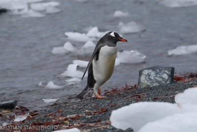 Gentoo Penguin Pygoscelis papua Mikkelsen Harbour Antarctic peninsula 141215 24-4.jpg