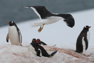 Kelp Gull Larus dominicanus Mikkelsen Harbour Antarctic peninsula 141215 32-3.jpg