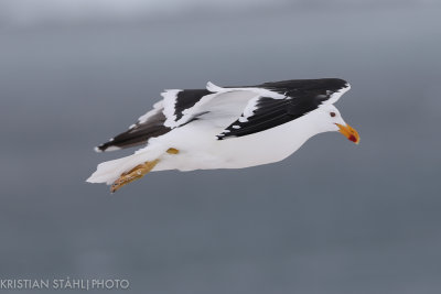 Kelp Gull Larus dominicanus Mikkelsen Harbour Antarctic peninsula 141215 32.jpg