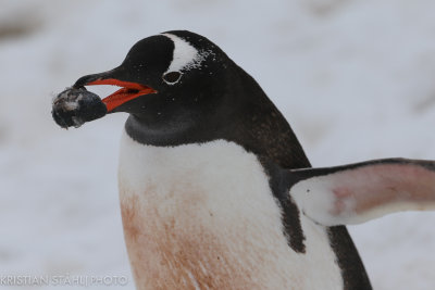 Gentoo Penguin Pygoscelis papua Mikkelsen Harbour Antarctic peninsula 141215 36-2.jpg
