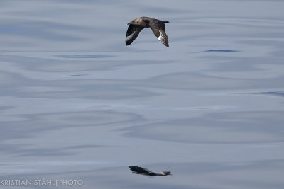 South Polar Skua Catharacta maccormicki Mikkelsen Harbour - Charlotte Bay Antarctic peninsula 141215 52.jpg