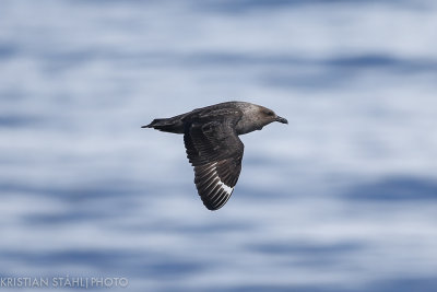 South Polar Skua Catharacta maccormicki Mikkelsen Harbour - Charlotte Bay Antarctic peninsula 141215 64.jpg