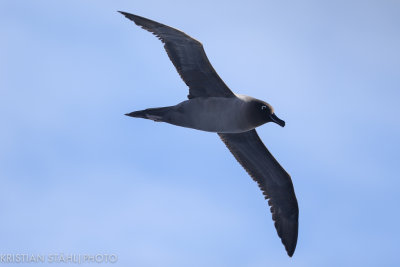 Light-mantled Sooty Albatross Phoebtria palpebrata Drake Passage 141217-13.jpg