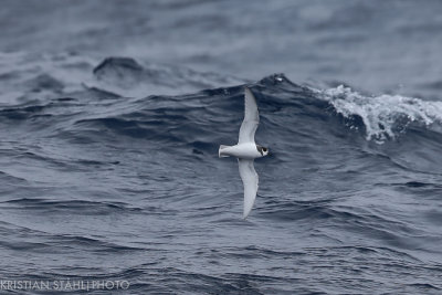 Blue Petrel Halobaena caerulea Drake Passage 141217 33-2.jpg