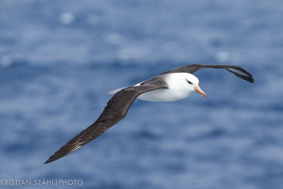 Black-browed Albatross Thalassarche m. Melanophrys 141217 23 Drake Passage.jpg
