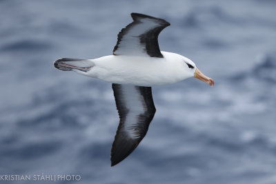 Black-browed Albatross Thalassarche m. Melanophrys Drake Passage 141217 45-6.jpg