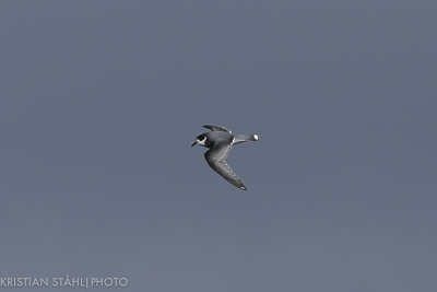 Blue Petrel Halobaena caerulea Drake Passage 141217 63-3.jpg