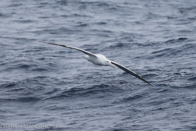 Southern Royal Albatross Diomedea e. epomopha Drake Passage 141217 51-3.jpg