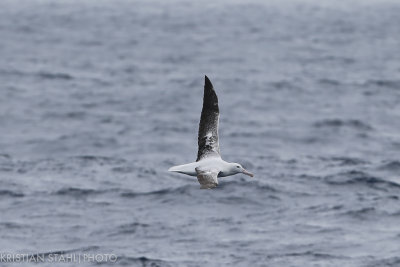 Southern Royal Albatross Diomedea e. epomopha Drake Passage 141217 51-6.jpg