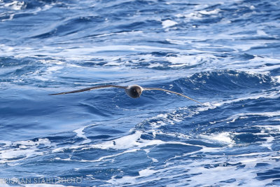 Light-mantled Sooty Albatross Phoebtria palpebrata Drake Passage 141217 83-2.jpg