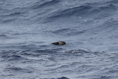 White-chinned Petrel Procellaria aequinoctialis Drake Passage 141217 16.jpg