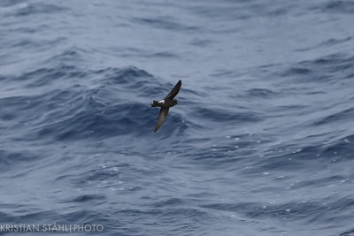 Wilson´s Storm-petrel Oceanites oceanicus Drake Passage 141217 62.jpg