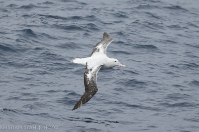 Wandering Albatross Diomedea e. Exulans Drake Passage 141218 33-2.jpg