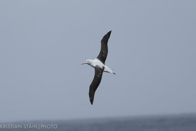 Northern Royal Albatross Diomedea e. sanfordi Drake passage141218-42.jpg