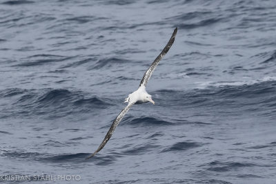 Wandering Albatross Diomedea e. Exulans Drake Passage 141218 46-11.jpg