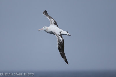 Wandering Albatross Diomedea e. Exulans Drake Passage 141218 75.jpg