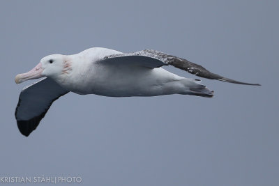 Wandering Albatross Diomedea e. Exulans Drake Passage 141218 75-5.jpg