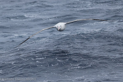 Wandering Albatross Diomedea e. Exulans Drake Passage 141218 75-11.jpg