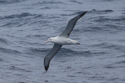 Northern Royal Albatross Diomedea e. sanfordi Drake passage141218 89-4.jpg