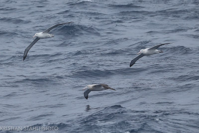 Wandering Albatross Diomedea e. Exulans with Northern Royal Albatross Diomedea e. sanfordi? Drake Passage 141218 100.jpg