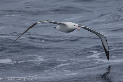 Wandering Albatross Diomedea e. Exulans Drake passage141218 134-3.jpg