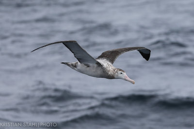 Wandering Albatross Diomedea e. Exulans Drake passage141218 142-5.jpg