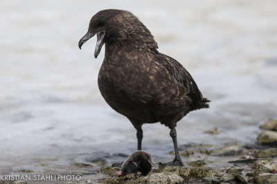 Subantarctic Skua Catharacta antarctica lonnbergi Brown Bluff Antarctic peninsula 141214 76-5.jpg