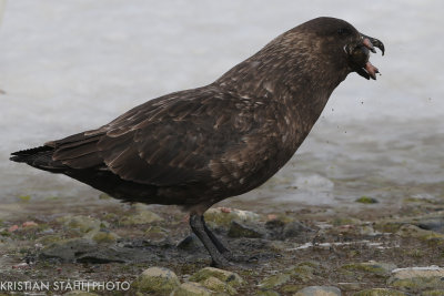Subantarctic Skua Catharacta antarctica lonnbergi Brown Bluff Antarctic peninsula 141214 76-7.jpg