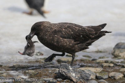 Subantarctic Skua Catharacta antarctica lonnbergi Brown Bluff Antarctic peninsula 141214 76-4-2.jpg