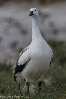 Upland Goose Chloephaga picta leucoptera male Carcass Island 14120343-2.jpg