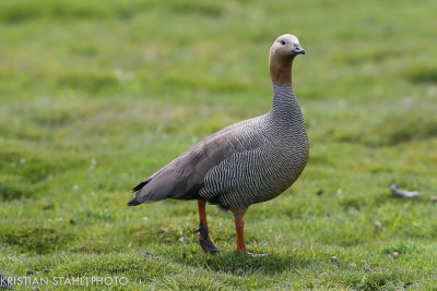 Ruddy-headed Goose Chloephaga rubidiceps Carcass Island 14120362.jpg