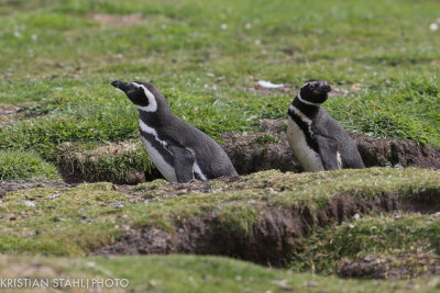 Magellanic Penguin Spheniscus magellanicus Carcass Island 14120336.jpg